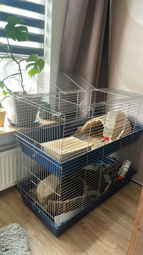 3 cavia beren, Dieren en Toebehoren, Knaagdieren en Konijnen | Hokken en Kooien, Zo goed als nieuw, Kooi, Minder dan 60 cm, Cavia