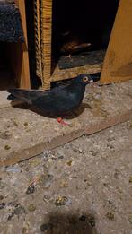 Zwarte man te koop, Dieren en Toebehoren, Vogels | Duiven, Mannelijk, Overige soorten