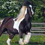 GEZOCHT! Tinker, Haflinger of Fjord, Ophalen