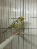 Agaat geel mozaïek topaas, Dieren en Toebehoren, Vogels | Kanaries, Meerdere dieren, Kleurkanarie