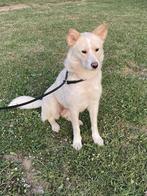 ELISE – Zachtaardig, sociaal en ongelooflijk lief, Particulier, Rabiës (hondsdolheid), 1 tot 2 jaar, Buitenland