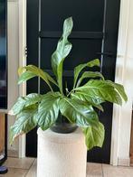 Anthurium Jungle Bush L/Flamingoplant 70cm, grote kamerplant, Ophalen, Overige soorten, Halfschaduw, Minder dan 100 cm