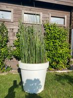 Japanse Holpijp - vijverplant, Overige materialen, Rond, Zo goed als nieuw, 60 tot 100 cm