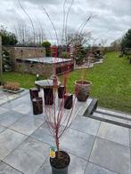 Acer/Japanse Esdoorn Sangokaku, Ophalen of Verzenden