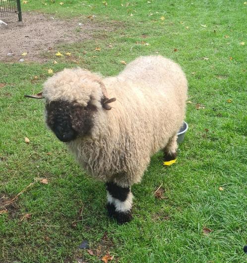 Wallische Schwarznase ooien te koop, Dieren en Toebehoren, Schapen, Geiten en Varkens, Schaap, Vrouwelijk, 0 tot 2 jaar