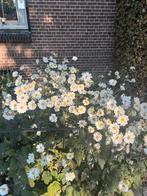 Verrassingspakketje voor roos, Tuin en Terras, Grind, Keien en Split, Ophalen of Verzenden, Zo goed als nieuw