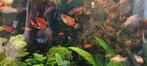 Platy's klein, middel en volwassen exemplaren, Dieren en Toebehoren, Vissen | Aquariumvissen, Vis, Zoetwatervis