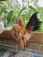 Micro Ayam Serama haantje, Mannelijk, Kip