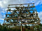 Quercus ilex - Steeneik groenblijvende leiboom te koop!!, Leiboom, Ophalen of Verzenden, 250 tot 400 cm, Zomer