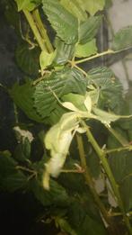 PSG 72 – Phyllium giganteum  wandelende bladeren, Dieren en Toebehoren, Wandelende tak