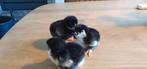 Kuikentjes van Marans Zilverhals, Dieren en Toebehoren, Pluimvee, Geslacht onbekend, Kip