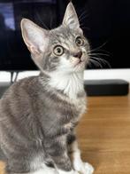 Lieve Blauwe Rus kruising kitten, Dieren en Toebehoren, Katten en Kittens | Raskatten | Korthaar, Poes, Ingeënt
