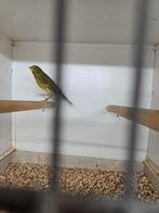 Bastaard europese kanarie man, Dieren en Toebehoren, Vogels | Kanaries, Mannelijk, Bastaard