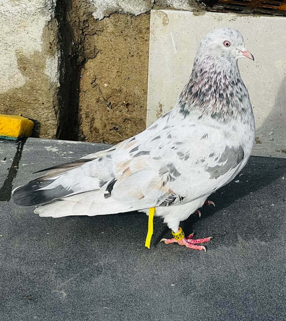 duiven Vrouw, Meerdere dieren, Postduif