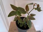 Mooie begonia, Ophalen, Overige soorten, Minder dan 100 cm