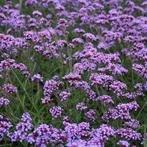 Verbena bonariensis 'Lollypop' te koop, Ophalen, Zomer, Overige soorten, Volle zon