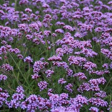 Verbena bonariensis 'Lollypop' te koop beschikbaar voor biedingen