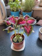 Prachtige plant met gekleurde bladeren bijna gratis, Ophalen, Overige soorten, Halfschaduw, In pot