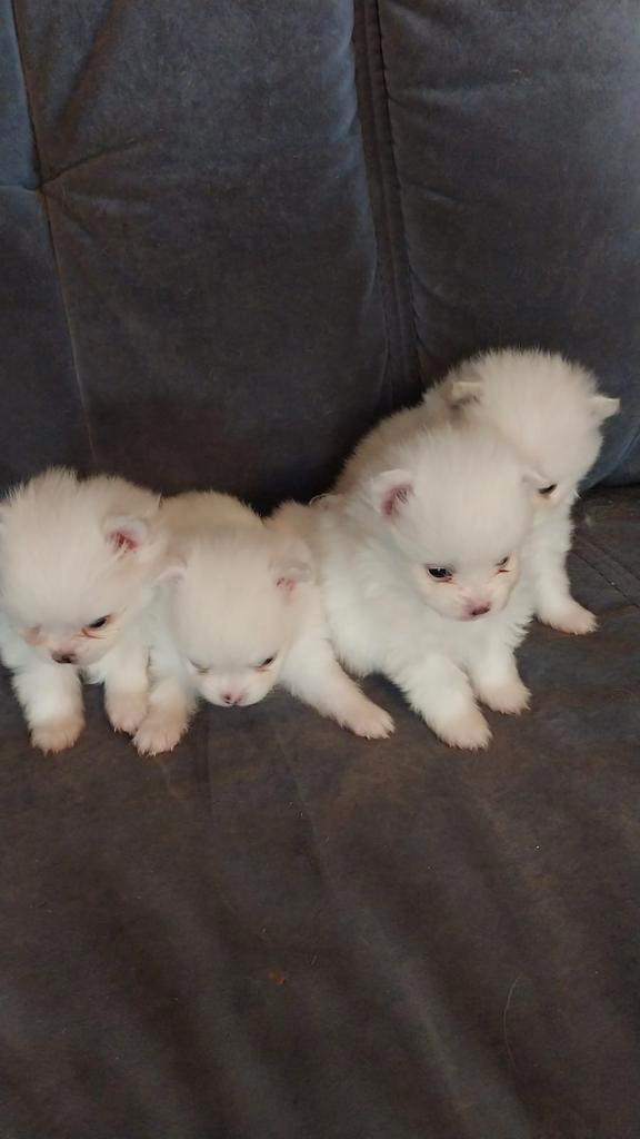 Pomeriaan, Dieren en Toebehoren, Honden | Chihuahua's en Gezelschapshonden, Reu, Overige rassen, Particulier, Meerdere, Nederland