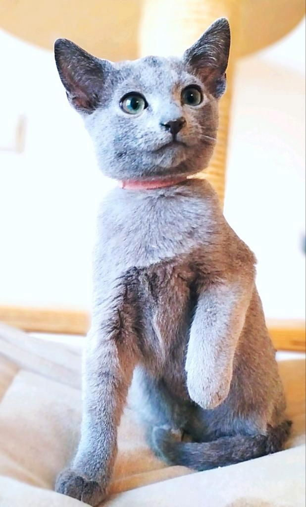 Blauwe Rus katertje, Dieren en Toebehoren, Katten en Kittens | Raskatten | Korthaar, Kater, 0 tot 2 jaar, Met stamboom, Gechipt