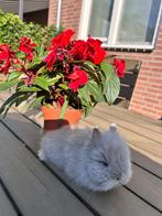 Teddy Dwerg, Dieren en Toebehoren, Konijnen, Mannelijk, Dwerg