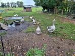 2 toulouse ganzen van dit jaar  met buikkwab, Dieren en Toebehoren, Pluimvee, Meerdere dieren, Gans of Zwaan
