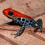 Ranitomeya in alle kleuren, uit eigen kwekerij, Dieren en Toebehoren, Reptielen en Amfibieën, Amfibie