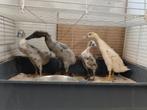 4 loopeenden geboren 20 april, Dieren en Toebehoren, Vogels | Overige Vogels, Geslacht onbekend, Tropenvogel
