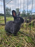 Semmy zoekt een huisje! (gecastreerd en gevaccineerd), Dieren en Toebehoren, Konijnen, Mannelijk, Klein, 0 tot 2 jaar