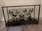 Opgezette vlinders in mooi vitrine kastje!, Ophalen, Nieuw, Insect, Opgezet dier