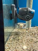 Tetraodon mbu kogelvis 8-10cm, Dieren en Toebehoren, Meerdere dieren