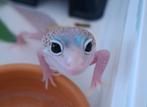 Luipaardgekko's NK25, Dieren en Toebehoren, Hagedis, 0 tot 2 jaar