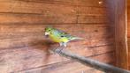 timbrado man 2024, Dieren en Toebehoren, Vogels | Kanaries, Mannelijk, Zangkanarie