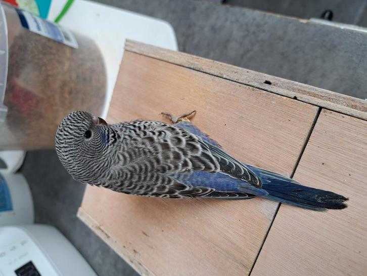 Jonge blackface parkieten te koop, Dieren en Toebehoren, Vogels | Parkieten en Papegaaien, Parkiet, Meerdere dieren, Geringd