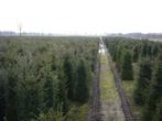 Taxus Baccata in pot, Ophalen, Taxus, Haag, Minder dan 100 cm