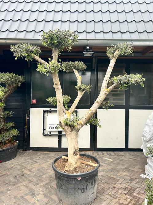 Olijfboom pon pon stamomtrek 50/60 cm, Tuin en Terras, Planten | Bomen, Olijfboom, 100 tot 250 cm, Volle zon, Zomer, Ophalen