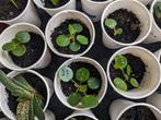 Pannenkoekplantjes, Ophalen, Overige soorten, Minder dan 100 cm