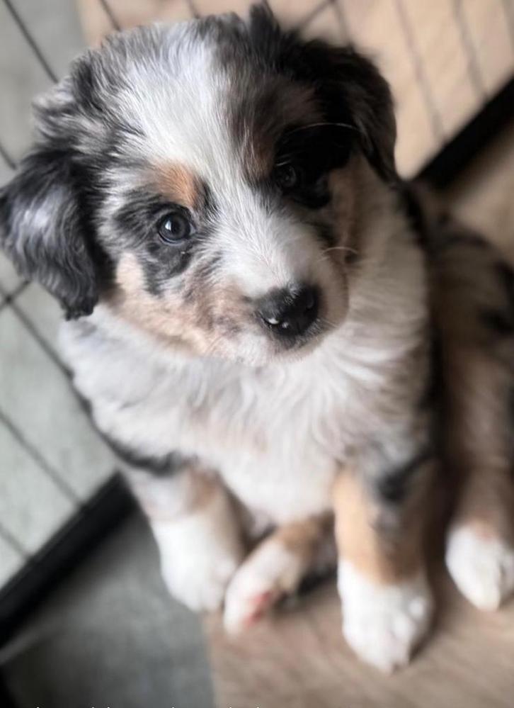 Golden Aussie Blue Merle Pup mag 6/12 het nest verlaten, Dieren en Toebehoren, Honden | Retrievers, Spaniëls en Waterhonden, Teef