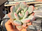 Echeveria Fragrant Snow/pot 5cm/vetplant/succulent, Ophalen of Verzenden, Halfschaduw, Minder dan 100 cm