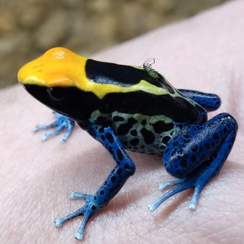 Dendrobates tinctorius 'Brazil', Dieren en Toebehoren, Reptielen en Amfibieën, Amfibie