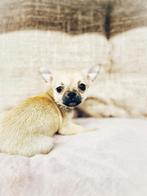 Belgische chihuahua pupjes te koop, CDV (hondenziekte), Meerdere, 8 tot 15 weken, Meerdere dieren