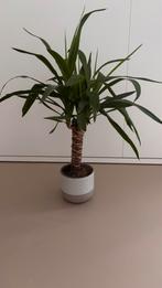 Yucca palm, Ophalen, Halfschaduw, In pot, Minder dan 100 cm