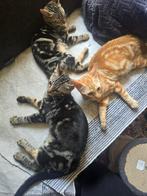 Halve bengaalse, Dieren en Toebehoren, Katten en Kittens | Raskatten | Korthaar, Meerdere dieren, Ingeënt