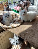 Maine coon kittens, 3 katertjes en 4 poesjes, Dieren en Toebehoren, Katten en Kittens | Raskatten | Langhaar, Gechipt, Meerdere dieren