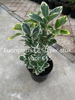 Euonymus, Ophalen, Overige soorten, Minder dan 100 cm