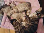 Bengaal Kittens Brown ,Charcoal Lynx, Charcoal Mink, Dieren en Toebehoren