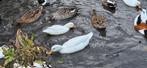 Witte wilde een woerd beschikbaar, Meerdere dieren, Eend