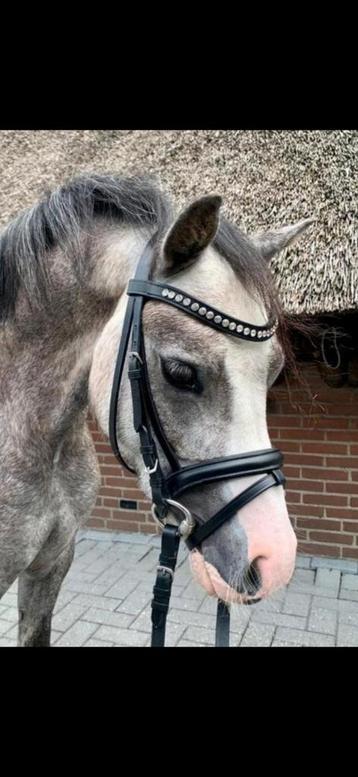 Te koop: prachtige en lieve welsh a pony ruin💖🦄 beschikbaar voor biedingen