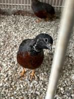 5 koppels chinese kwartels, Dieren en Toebehoren, Meerdere dieren, Tam