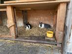 Mooie jonge hollander konijntjes, Meerdere dieren, Klein, 0 tot 2 jaar